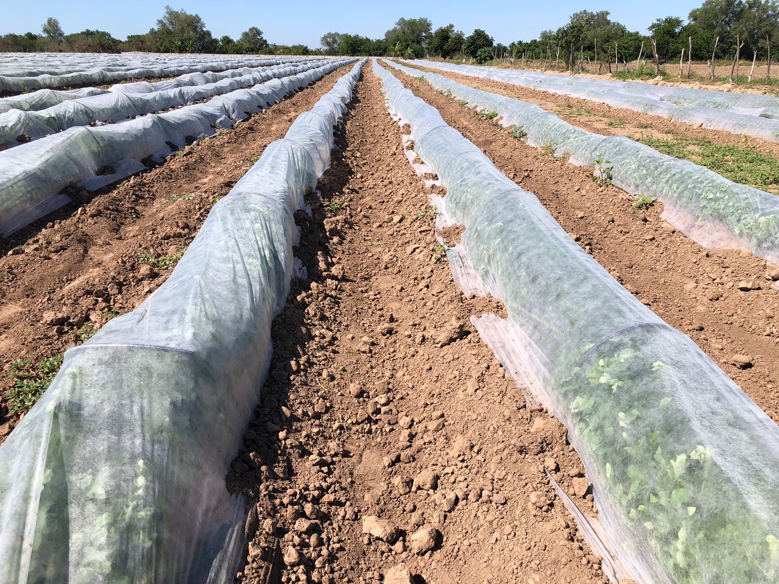 Cobertura de tela no tejida sobre cultivo