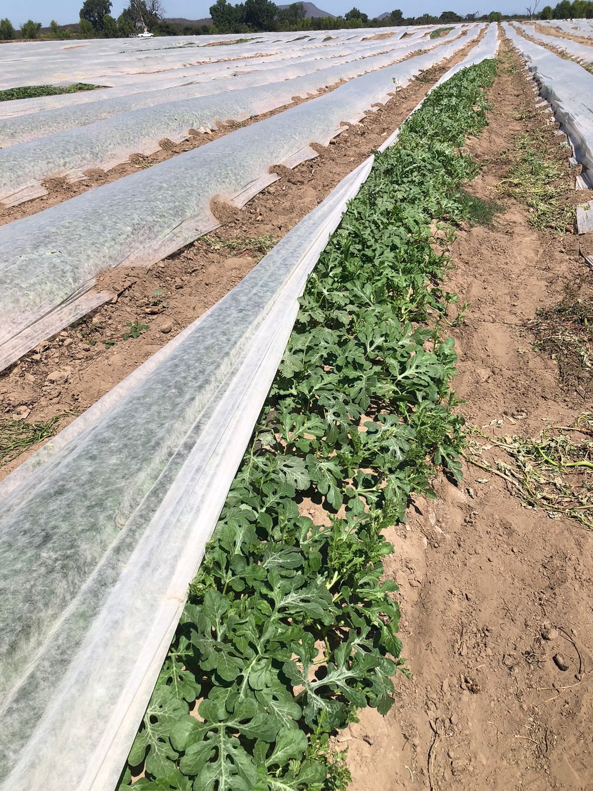 Cultivo creciendo bajo cobertura agrícola