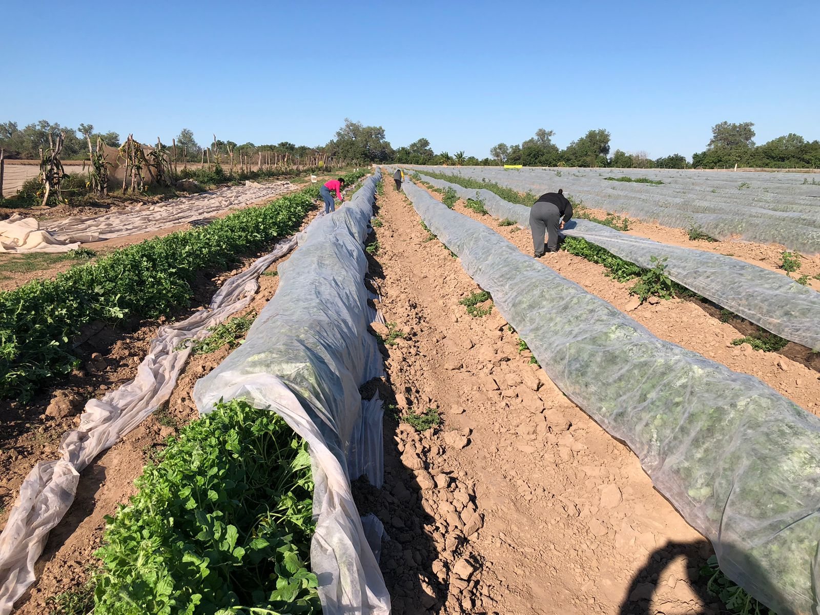 Instalación de material agrícola