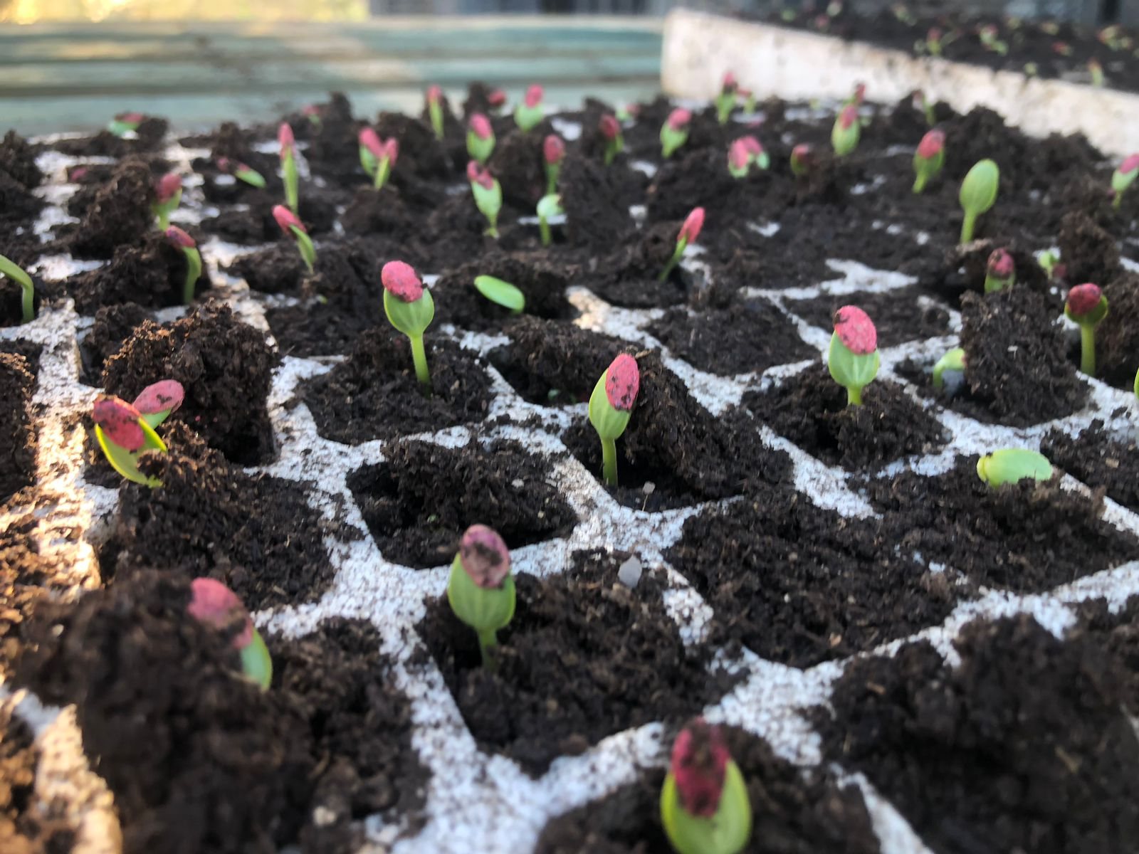 Semilleros en etapa inicial de cultivo