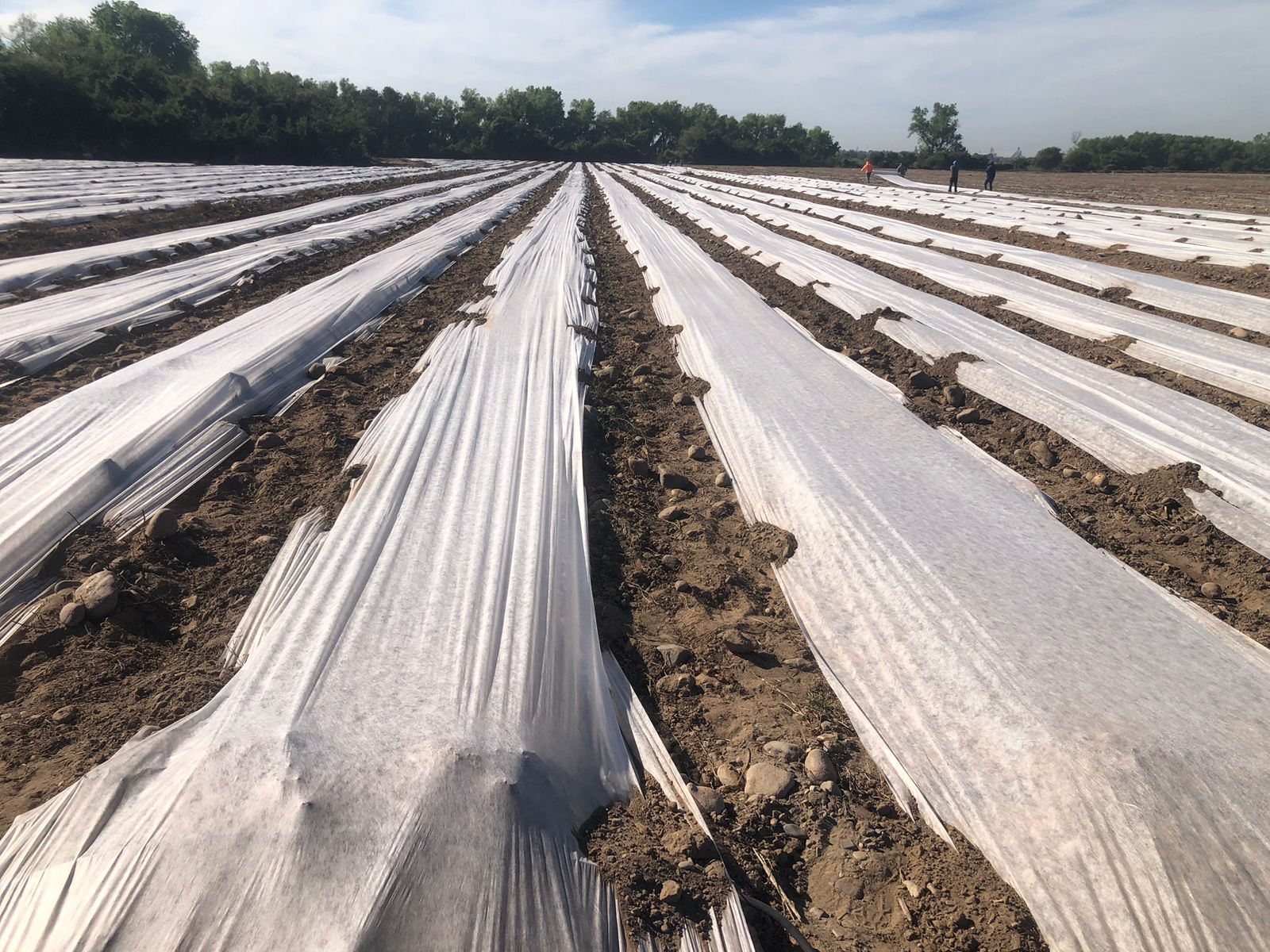 Cobertura agrícola de tela no tejida sobre surcos