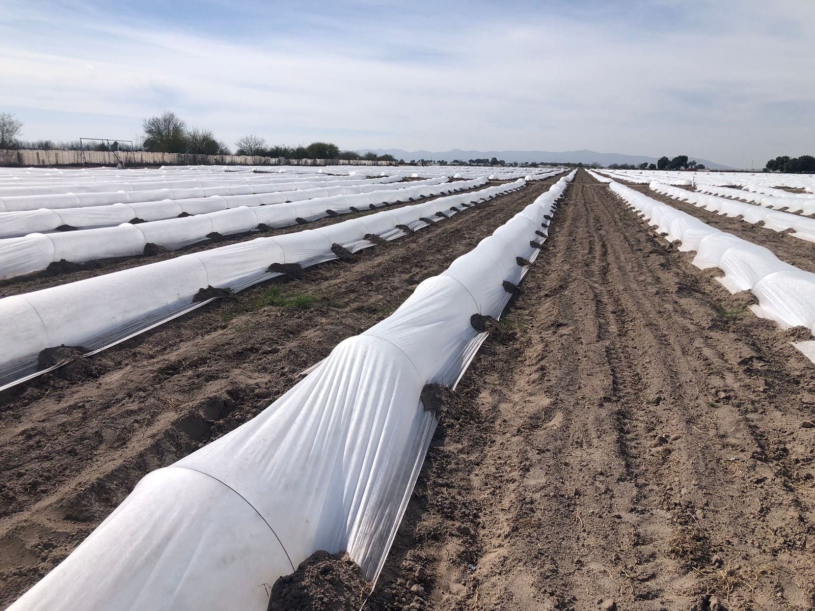 Rollos de cobertura agrícola sobre camas de cultivo
